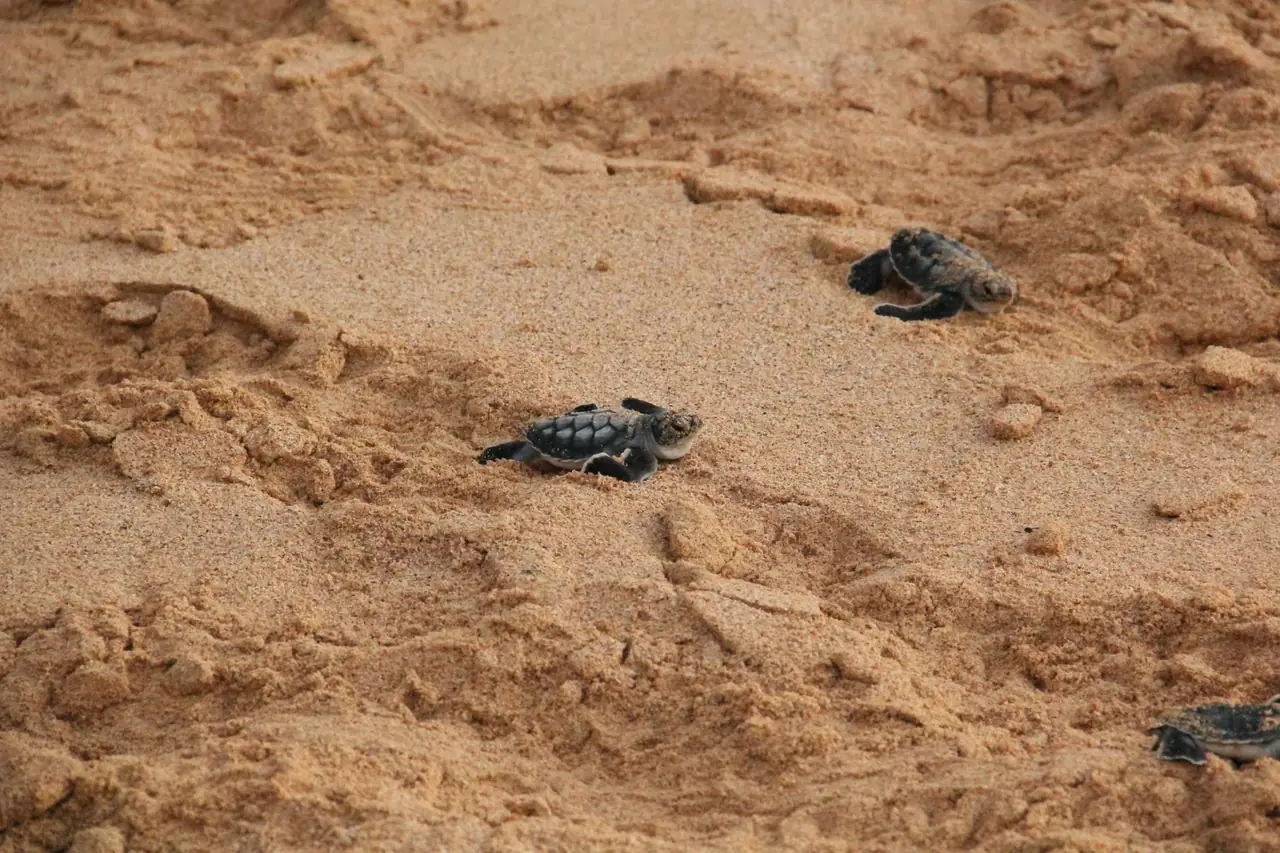 Green sea turtle on a protected nesting beach in Con Dao National Park, Vietnam