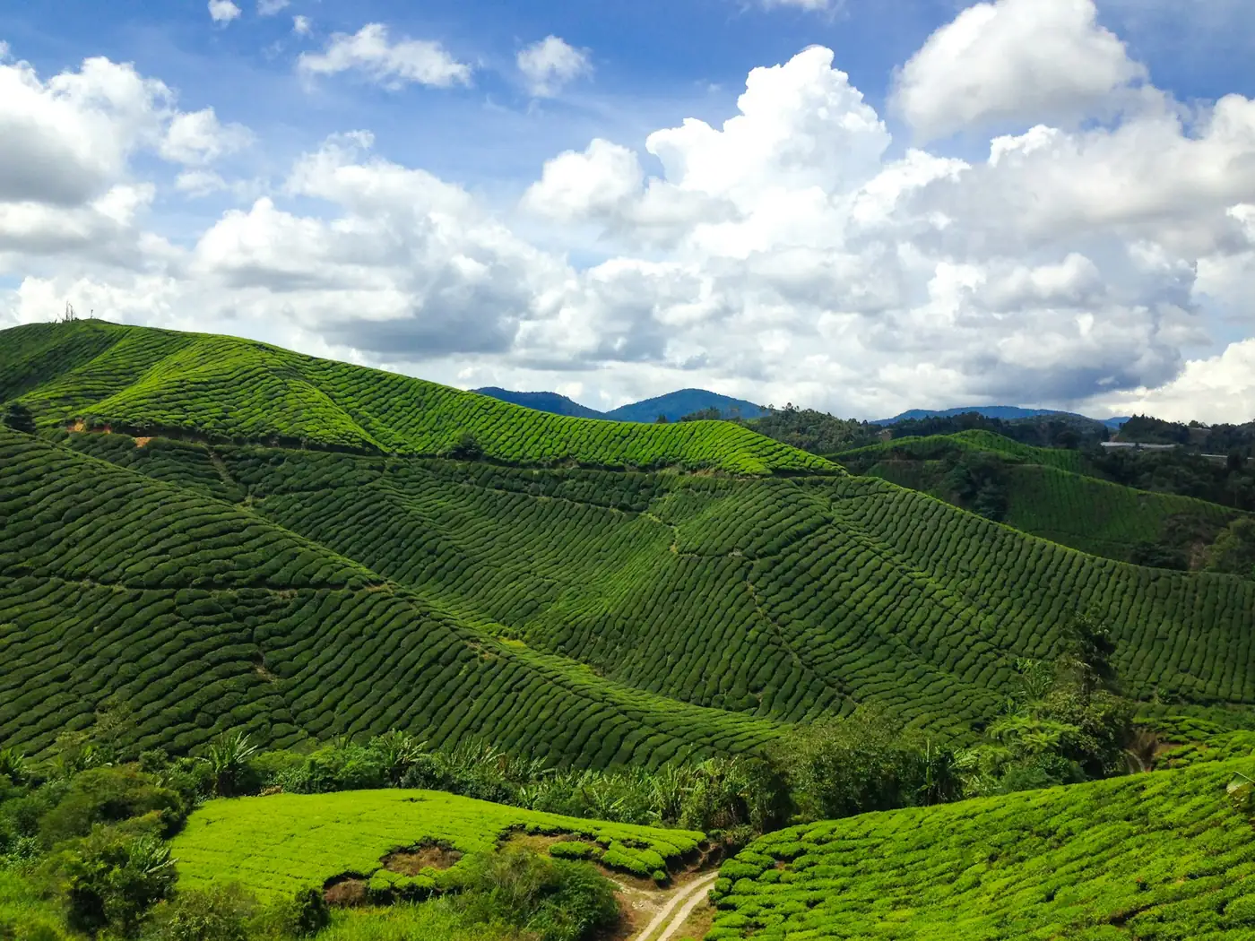 Coffee growing on a plantation in the southern highlands near Da Lat, Vietnam