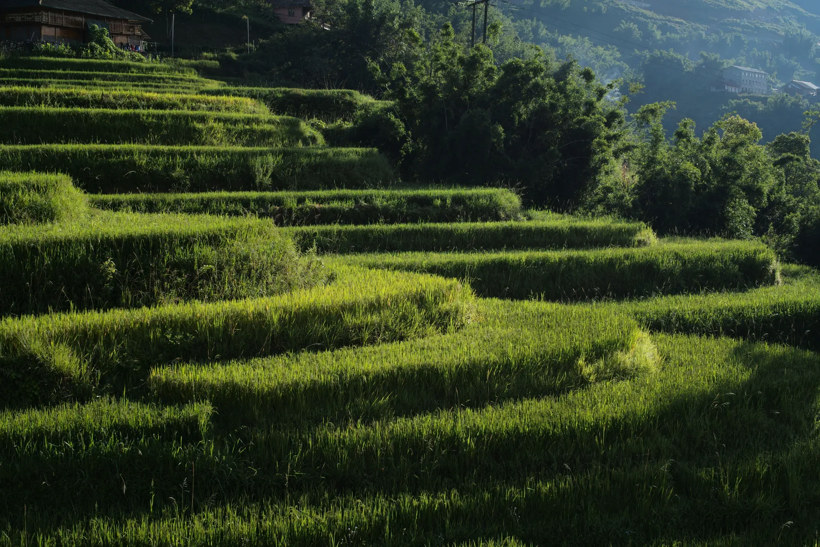 Terraced rice fields on steep hillsides near Sapa in northern Vietnam under morning light