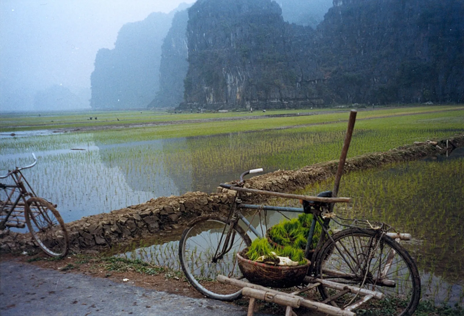 Limestone karsts rising above rice fields south of Hanoi in northern Vietnam