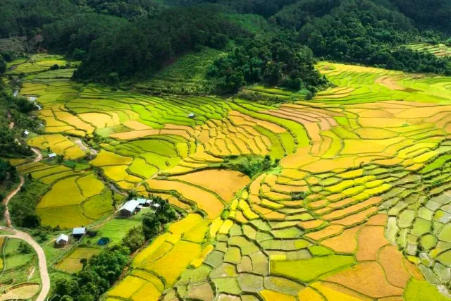 An aerial view of farmed terraces in gold and green tones with a few houses on the slope
