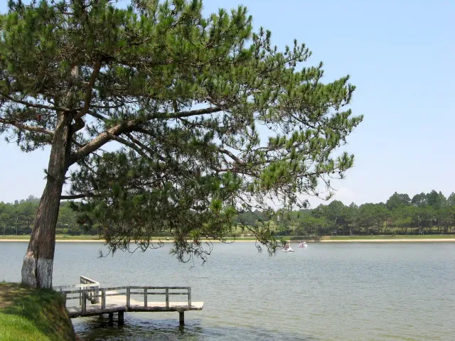 A large pine tree on the shore of a quiet lake with a small jetty