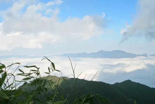 A mountain summit above a sea of cloud with vegetation in the foreground