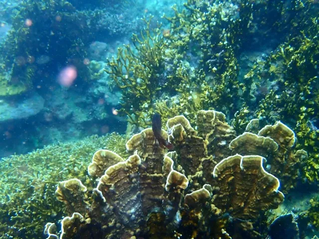 Branching and plate corals in green and mustard tones under blue murky water