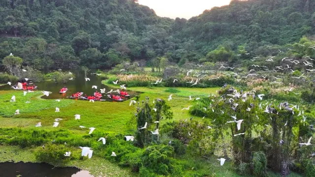 An aerial view of a green wetland with hundreds of white egrets flying over forested hills