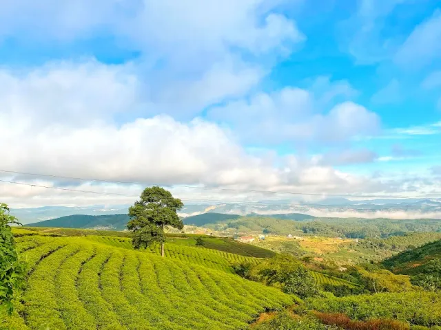 Curved rows of tea bushes on a hill, a lone tree on the ridge and a cloudy sky