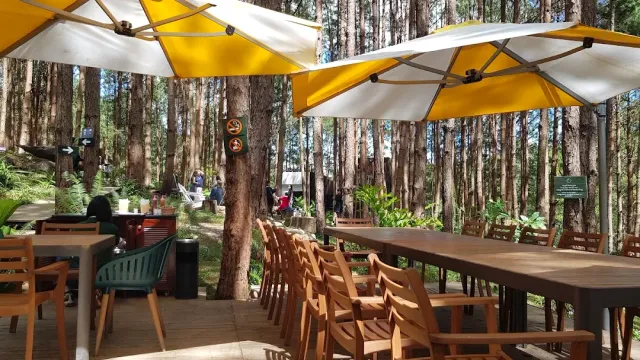 A pine forest with yellow and white parasols above long wooden tables and chairs