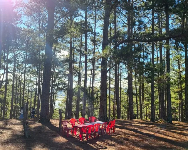 A pine forest with sun rays, a red plastic table and chairs among the trunks