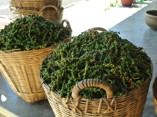 Two large wicker baskets full of green and red peppercorn clusters