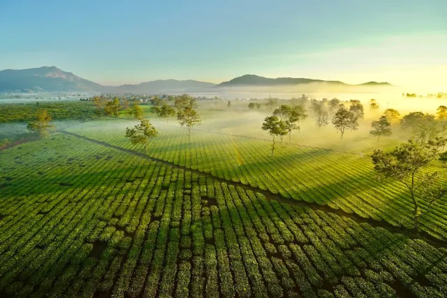 An aerial view of rows of green bushes in morning mist with scattered trees and hills