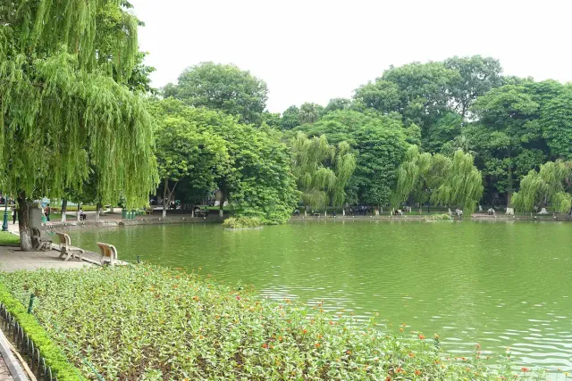 A green lake in the middle of a city, with weeping willows and a lakeside path