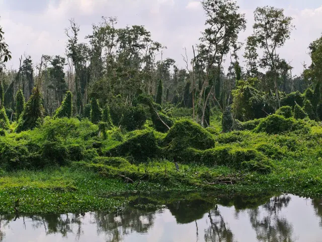 A flooded forest in vivid green, duckweed covering the water between the trunks