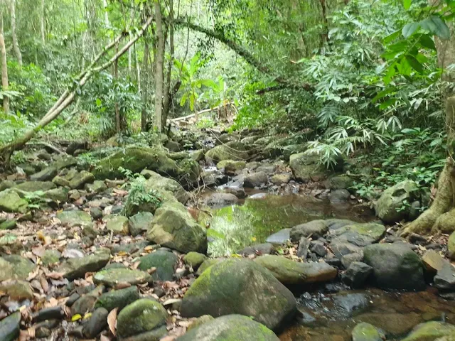 A forest stream running between mossy rocks under a dense tree canopy