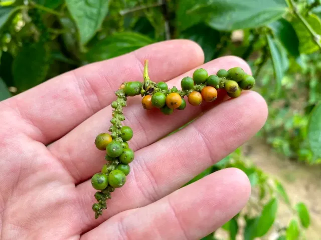 An open palm holding a cluster of green and orange peppercorns against foliage